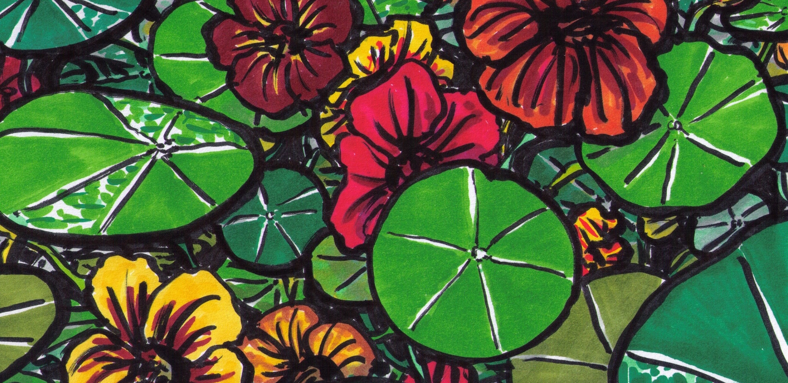 Marker drawing of a tide of nasturtium flowers and leaves growing over each other